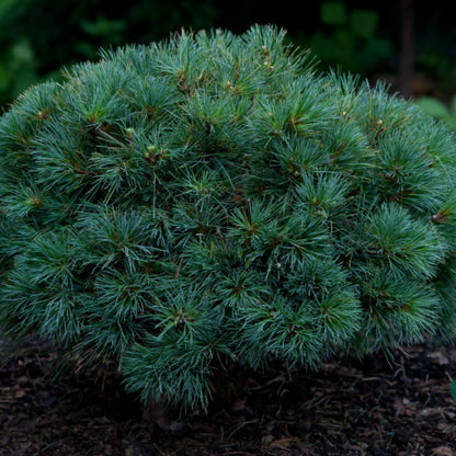Weymouthden (Pinus strobus) 'Blue Shag'