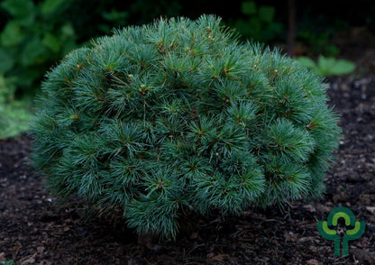 Weymouthden (Pinus strobus) 'Blue Shag'