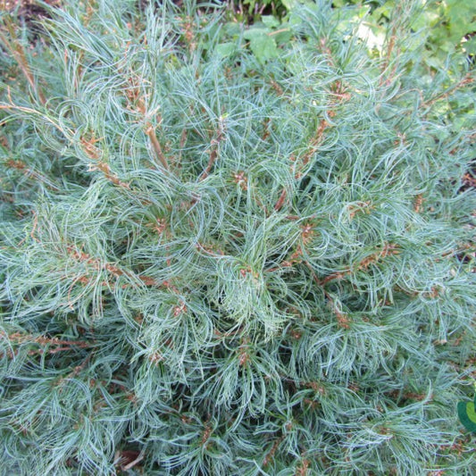 Weymouthden (Pinus strobus) 'Tiny Kurls'