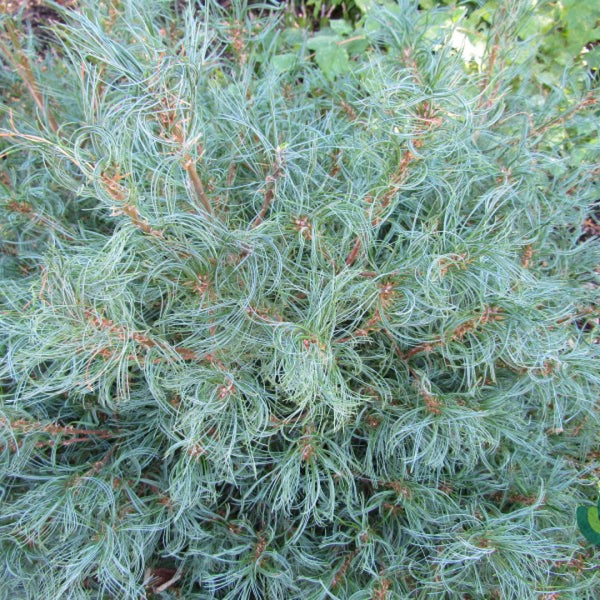 Weymouthden (Pinus strobus) 'Tiny Kurls'