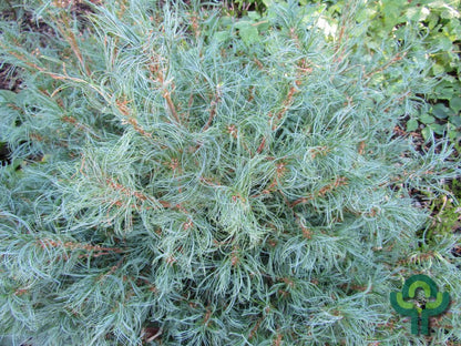 Weymouthden (Pinus strobus) 'Tiny Kurls'