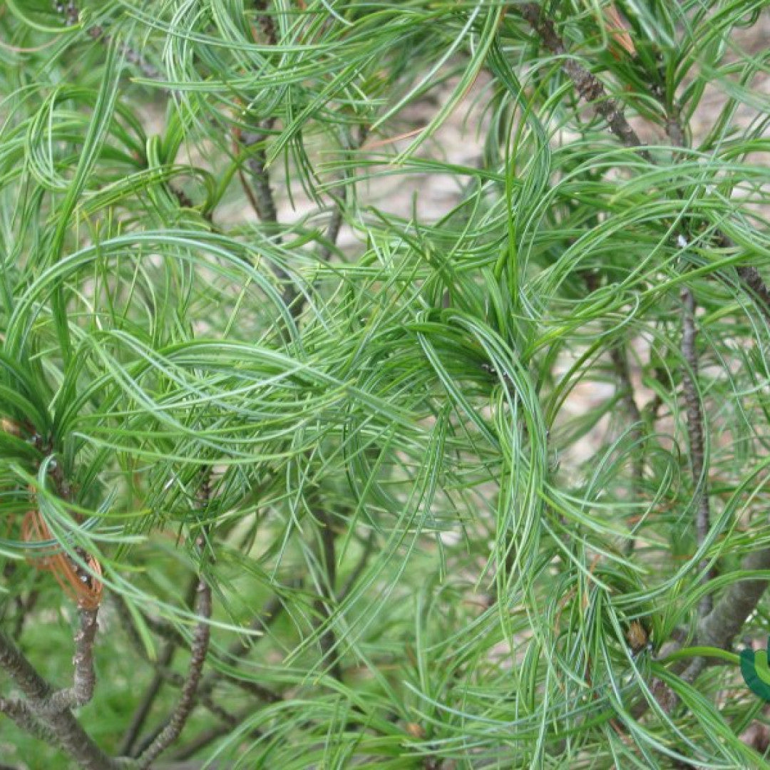 Weymouthden (Pinus strobus) 'Torulosa'