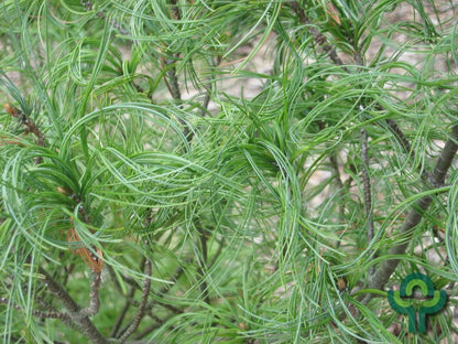Weymouthden (Pinus strobus) 'Torulosa'