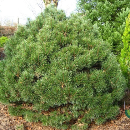 Grove den (Pinus sylvestris) 'Chantry Blue'
