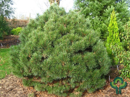 Grove den (Pinus sylvestris) 'Chantry Blue'