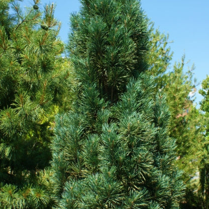 Grove den (Pinus sylvestris) 'Fastigiata'