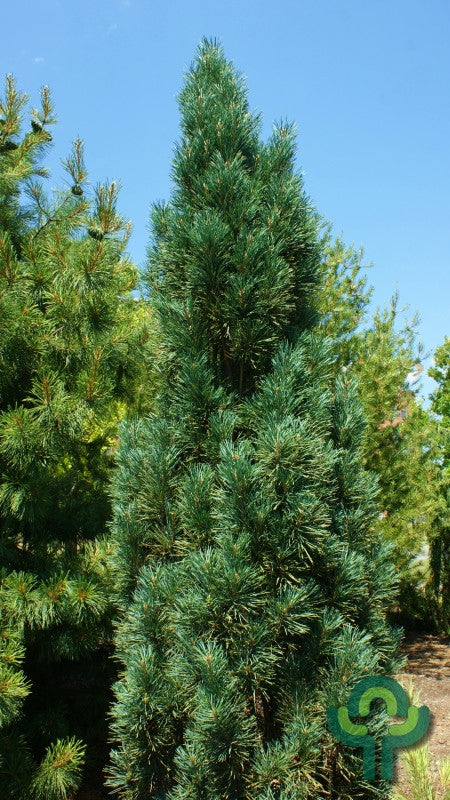 Grove den (Pinus sylvestris) 'Fastigiata'
