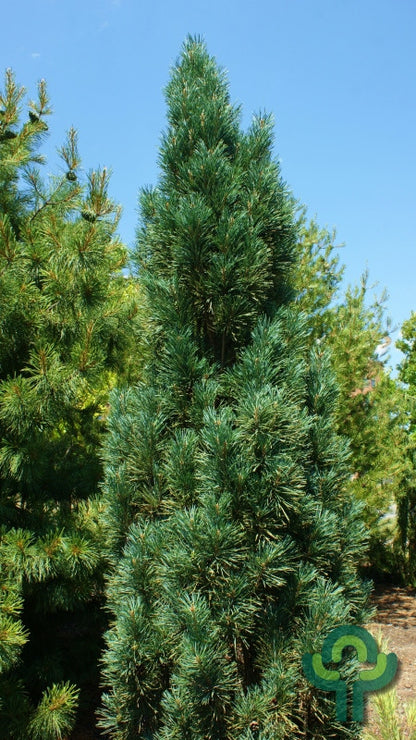 Grove den (Pinus sylvestris) 'Fastigiata'