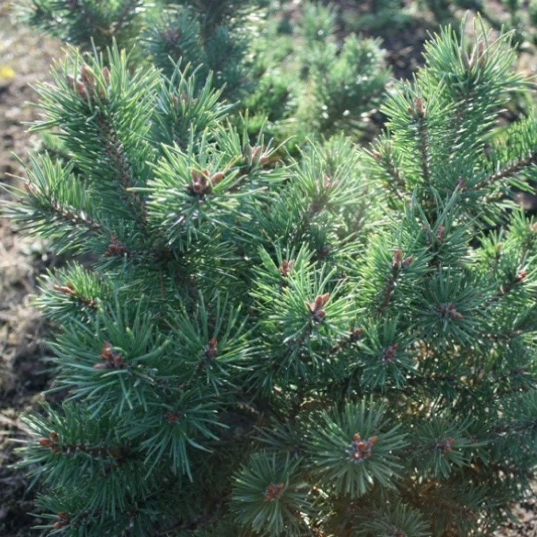 Grove den (Pinus sylvestris) 'Sandringham'