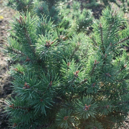 Grove den (Pinus sylvestris) 'Sandringham'