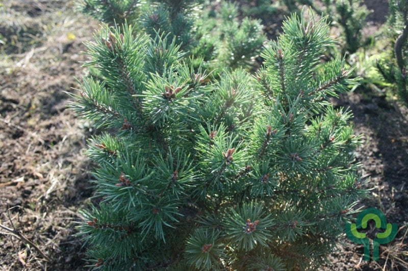Grove den (Pinus sylvestris) 'Sandringham'