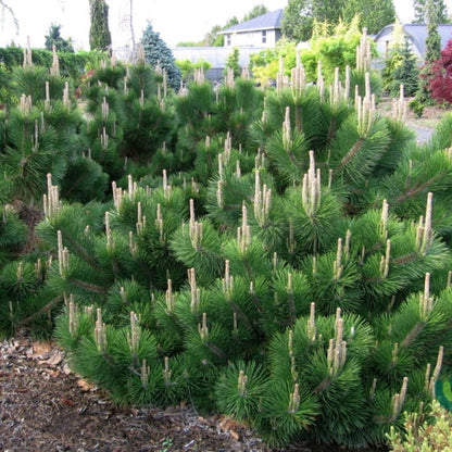 Den (Pinus thunbergii) 'Thunderhead'