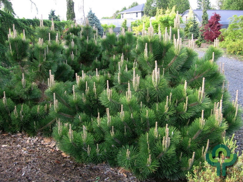 Den (Pinus thunbergii) 'Thunderhead'