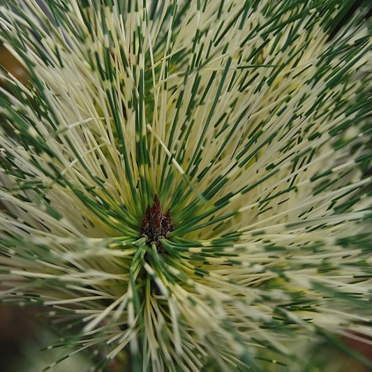 Den (Pinus densiflora) 'Oculus-draconis'