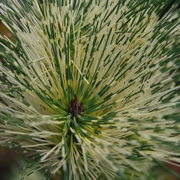 Den (Pinus densiflora) 'Oculus-draconis'