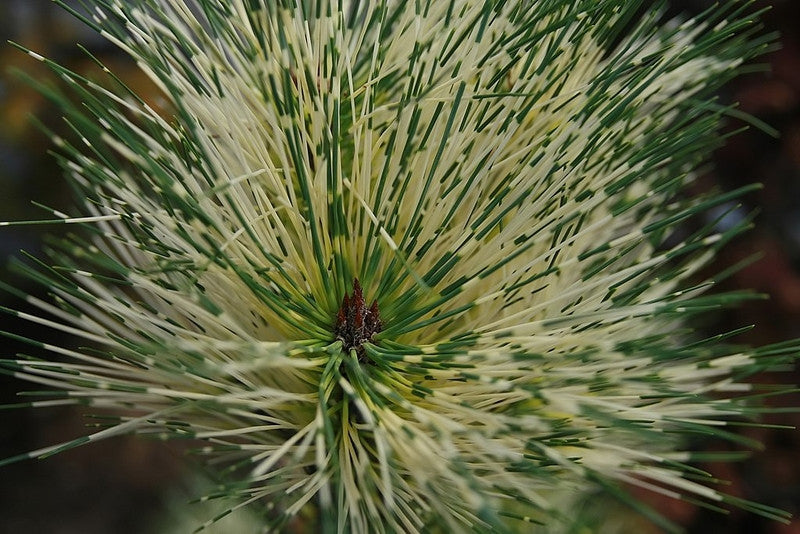 Den (Pinus densiflora) 'Oculus-draconis'