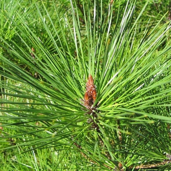Den (Pinus densiflora) 'Umbraculifera'