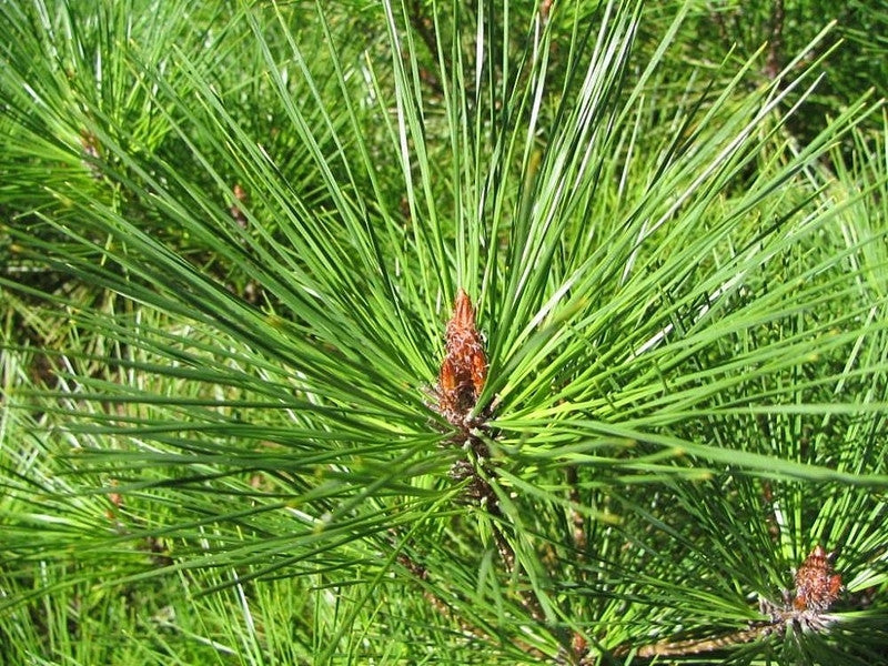 Den (Pinus densiflora) 'Umbraculifera'