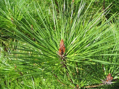 Den (Pinus densiflora) 'Umbraculifera'