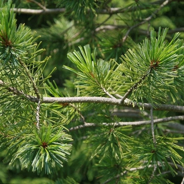 Den (Pinus flexilis) 'Vanderwolf's Pyramid'