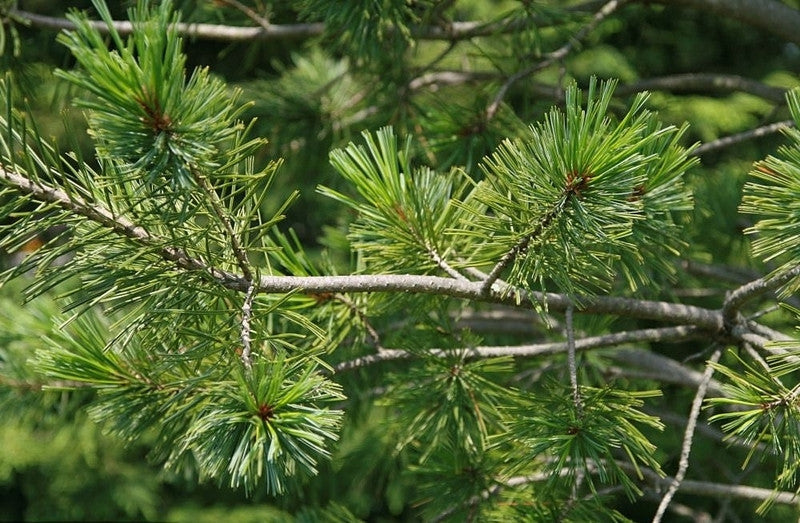 Den (Pinus flexilis) 'Vanderwolf's Pyramid'