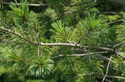 Den (Pinus flexilis) 'Vanderwolf's Pyramid'
