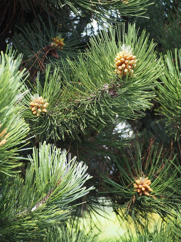 Den (Pinus heldreichii) 'Compact Gem'