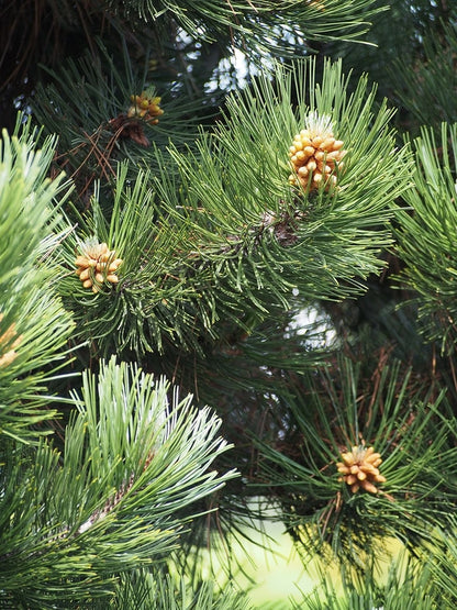 Den (Pinus heldreichii) 'Compact Gem'