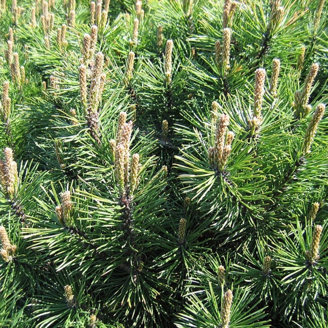 Bergden (Pinus mugo) 'Gnom'