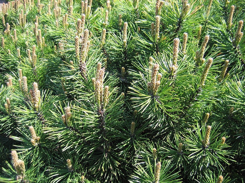 Bergden (Pinus mugo) 'Gnom'