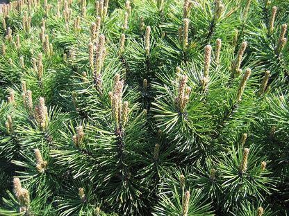 Bergden (Pinus mugo) 'Gnom'