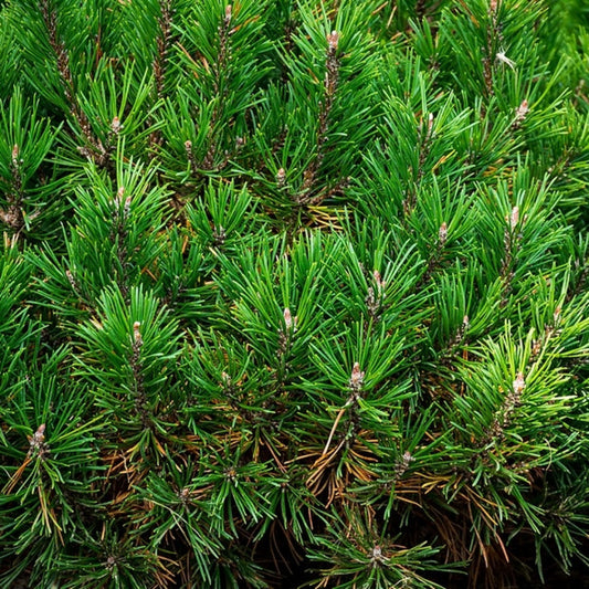 Bergden (Pinus mugo) 'Mops'