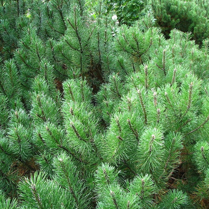 Bergden (Pinus mugo pumilio)