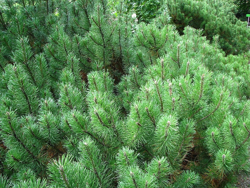 Bergden (Pinus mugo pumilio)