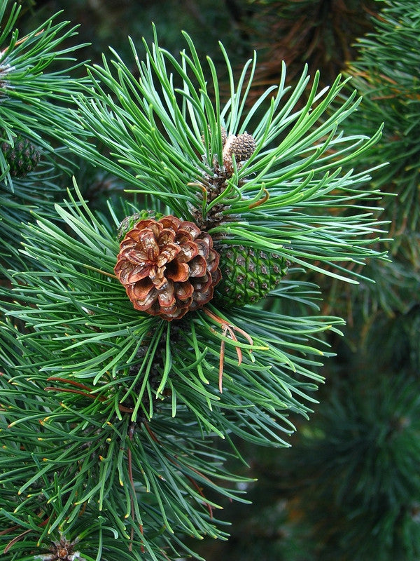 Bergden (Pinus mugo mugo)