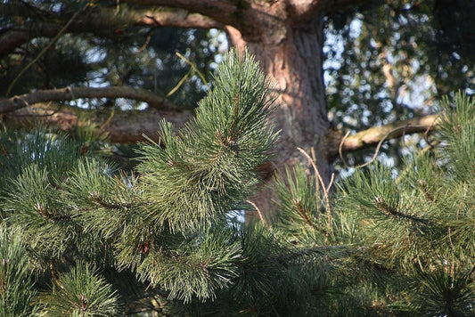 Zwarte den (Pinus nigra nigra)