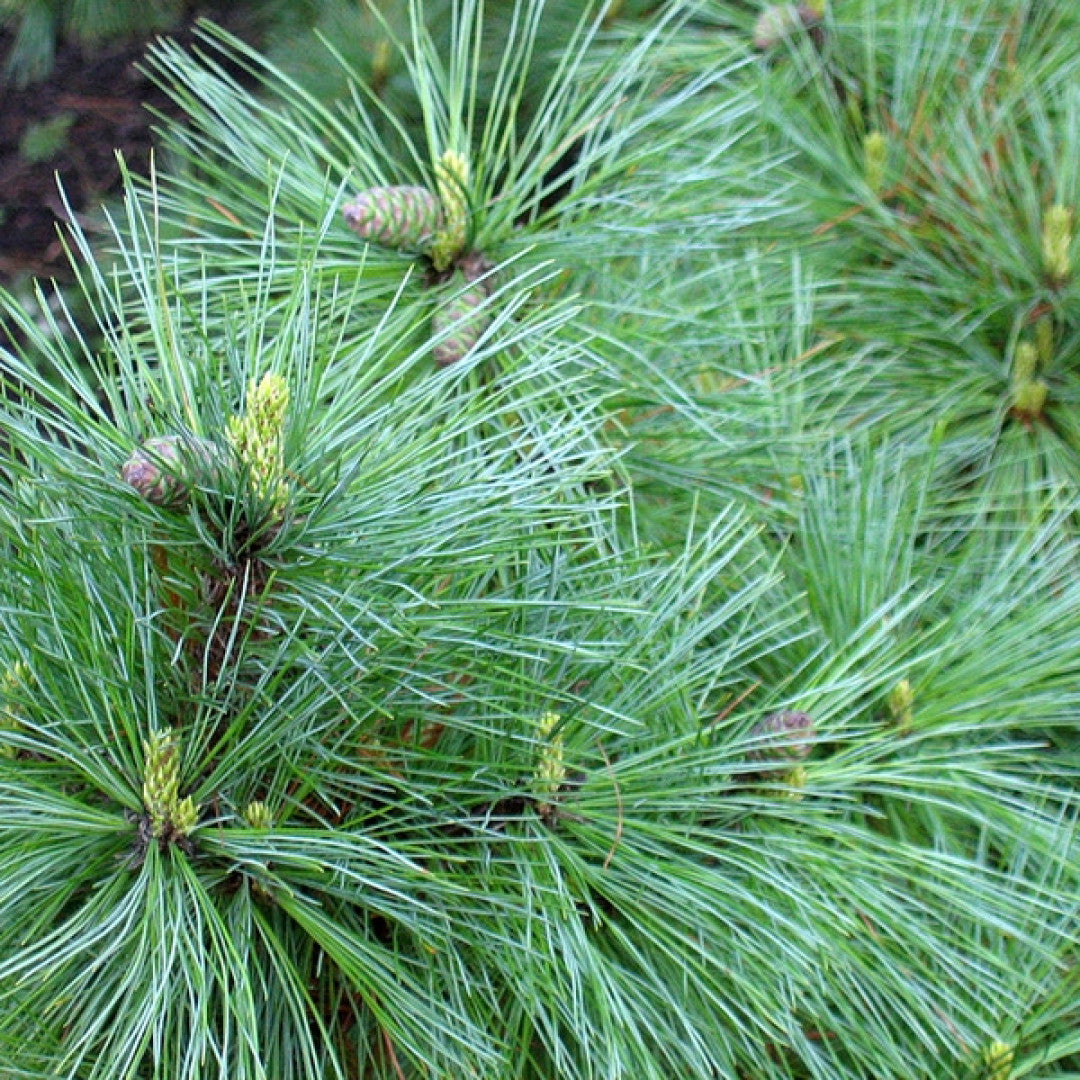 Den (Pinus peuce)