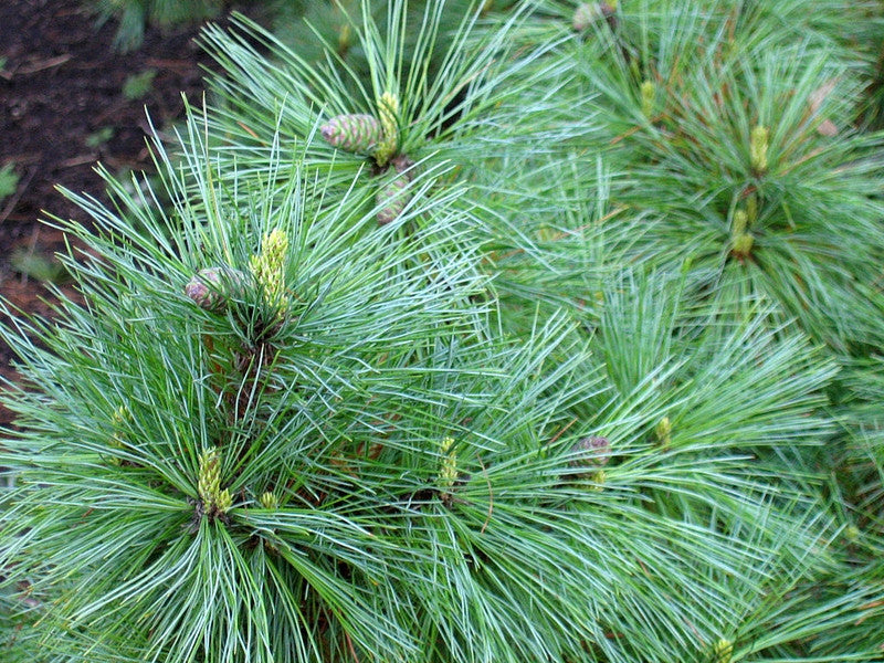 Den (Pinus peuce)
