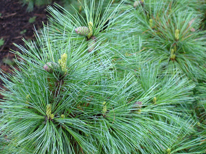 Den (Pinus peuce)