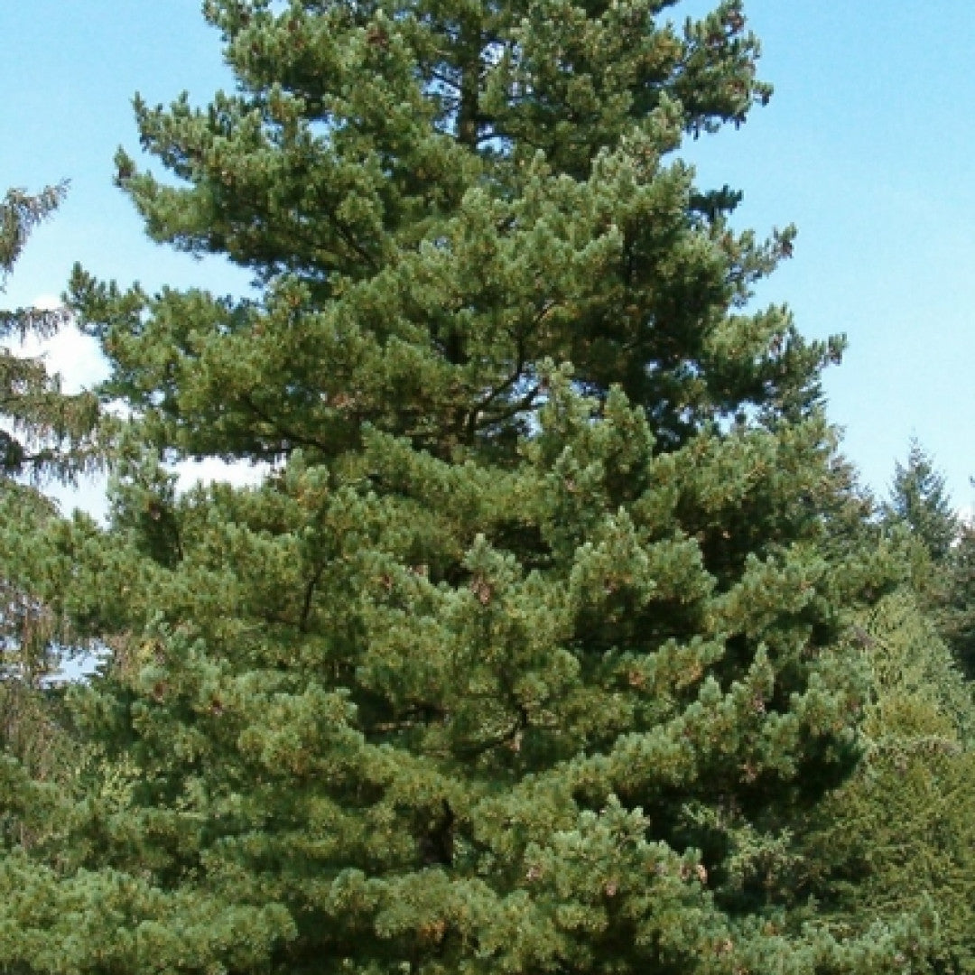 Den (Pinus peuce)