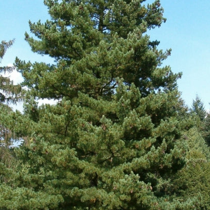 Den (Pinus peuce)