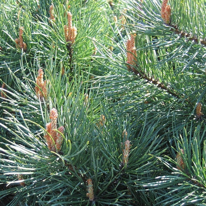 Grove den (Pinus sylvestris) 'Watereri'