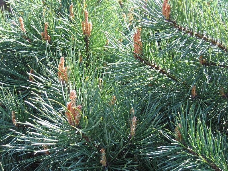 Grove den (Pinus sylvestris) 'Watereri'