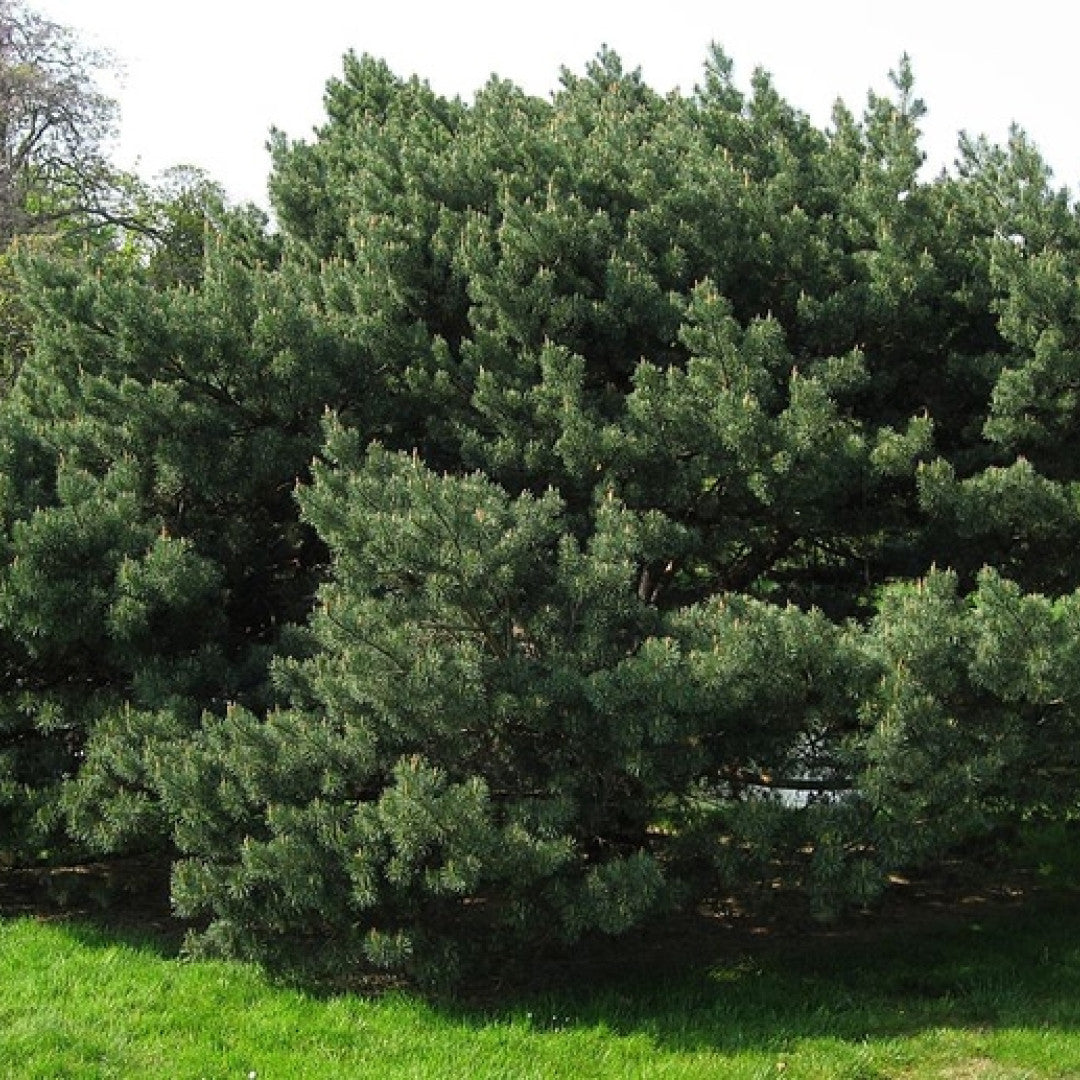 Grove den (Pinus sylvestris) 'Watereri'