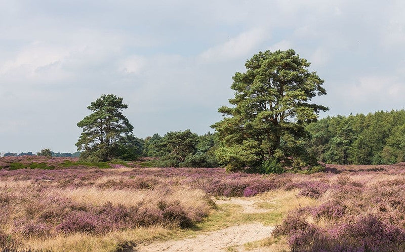 Grove den (Pinus sylvestris)