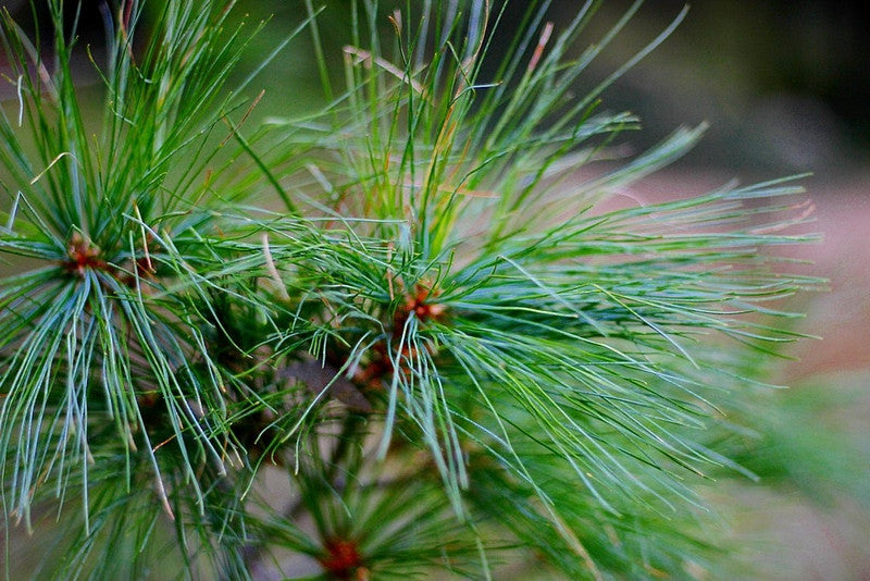 Den (Pinus wallichiana)