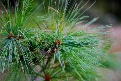 Den (Pinus wallichiana)