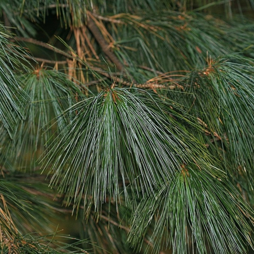 Den (Pinus schwerinii) 'Wiethorst'