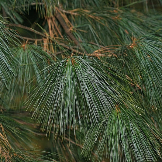 Den (Pinus schwerinii) 'Wiethorst'