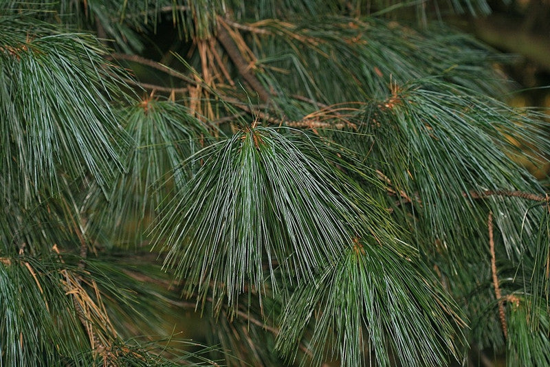 Den (Pinus schwerinii) 'Wiethorst'